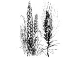 English and eastern wheat